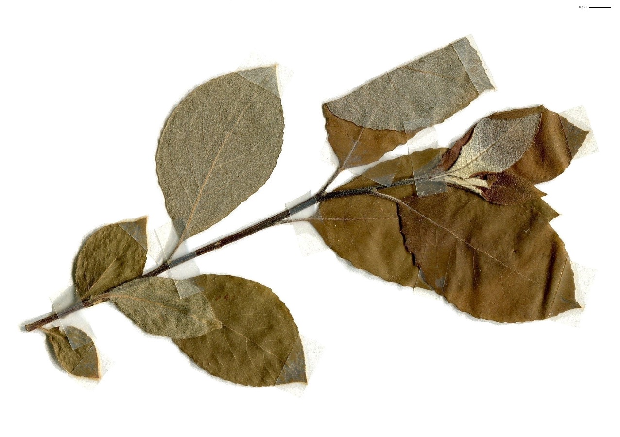 Salix caprea (Salicaceae)